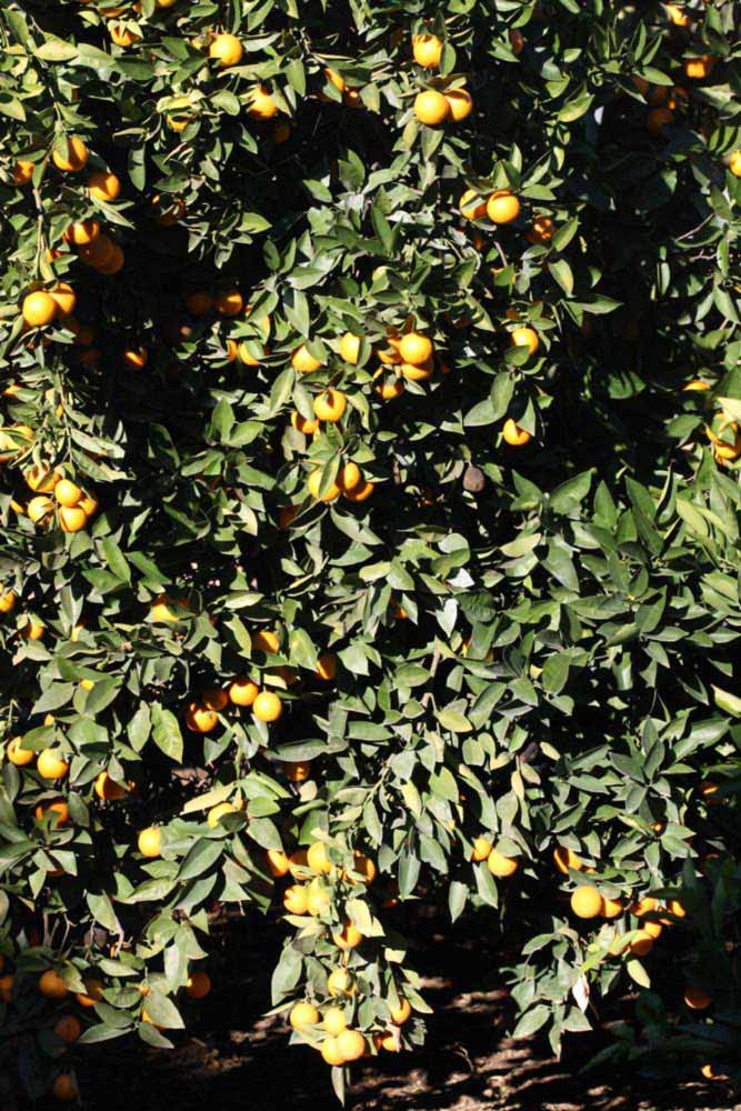            Habit (Riverside, CA)   